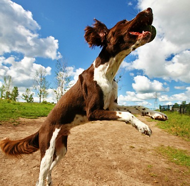 Jumping happy dog