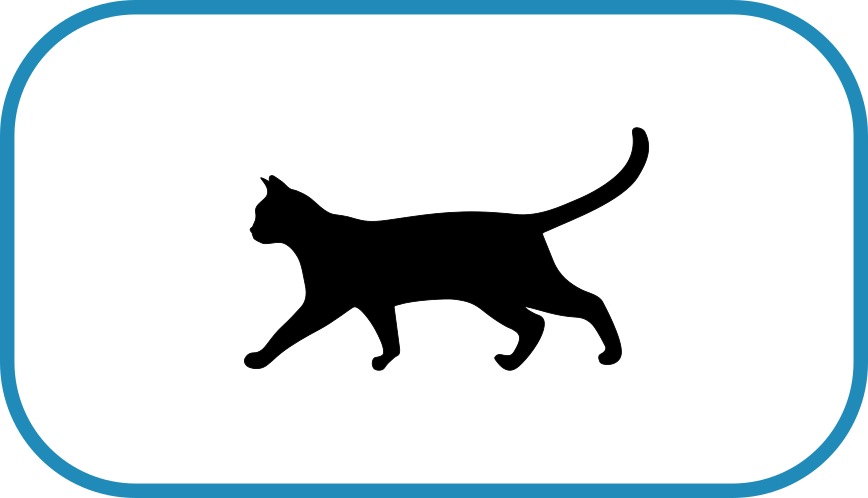 Rumbles Dog Walking - Cat